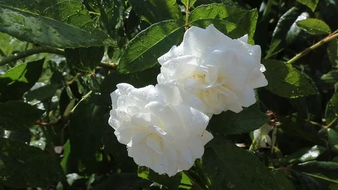 Rose white Bush 2 Stockbeeldmateriaal 106247143