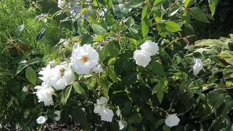 Rose white Bush Stock Footage 106247104
