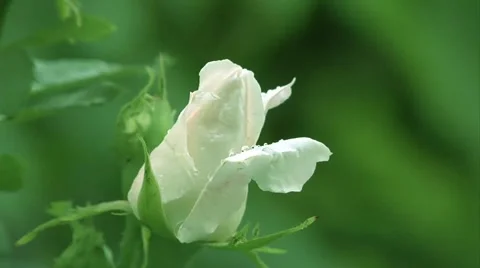 Rose white Stockbeeldmateriaal 5970834