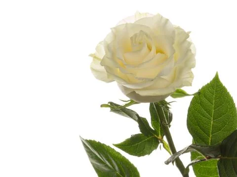 Rose with white petals Stock Photos