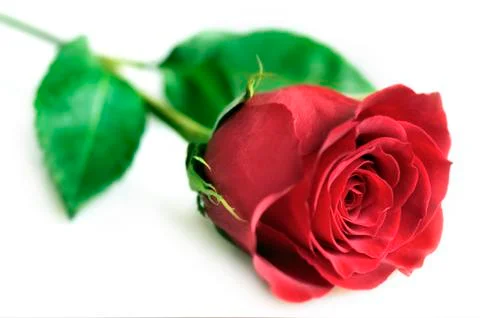 Rose on white Stock Photos