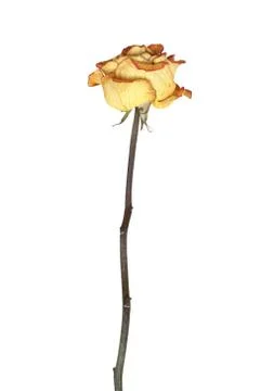 Rose on white Stock Photos