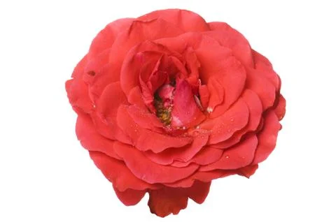 Rose on white Foto stock