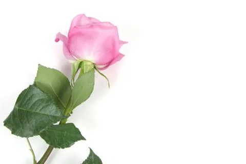Rose on white Stock Photos