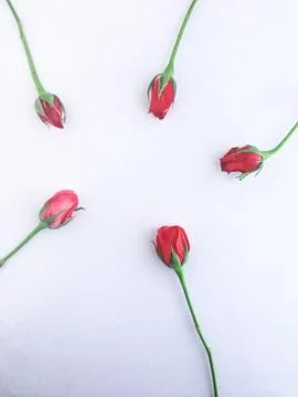 Rose on white Stock Photos