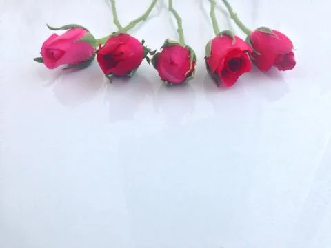 Rose on white Stock Photos