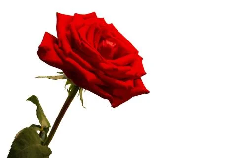 Rose on white. Stock Photos
