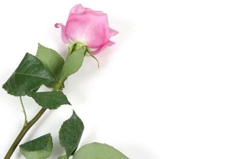 Rose with white space Stock Photos