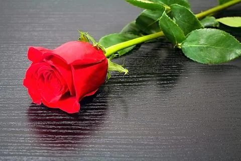 The rose will always please the heart of the woman. Stock Photos