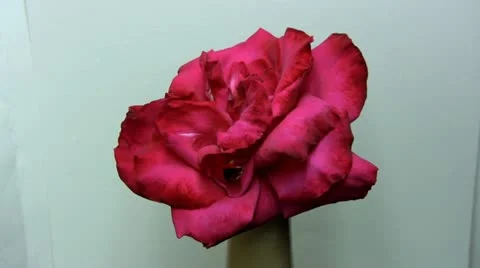 Rose Wilting Time-lapse Video stock 15339355