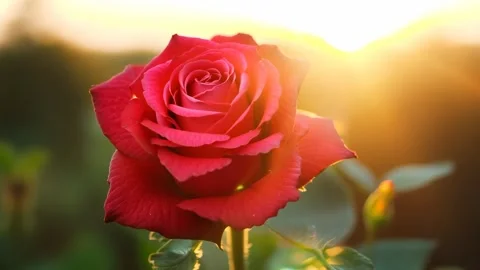 Rose in the wind and sun Video stock 280257096