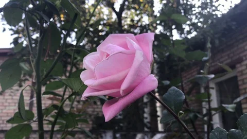 Rose in the wind, close-up Stock Footage 128220666