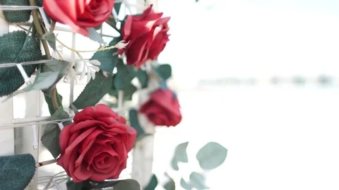 Rose, wind, Flower 스톡 동영상 79867541