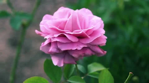 Rose on a wind 스톡 동영상 18746655