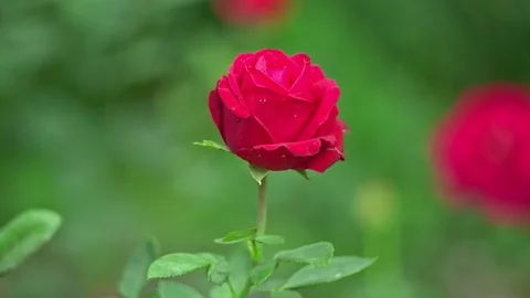 Rose on wind Stock Footage 93675704