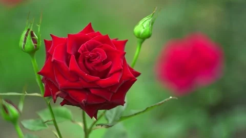 Rose on wind Stock Footage 93676185