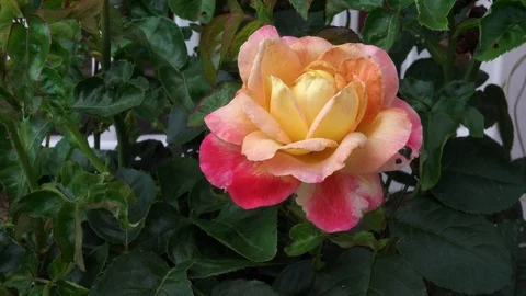 Rose in the Wind Stock Footage 111374692