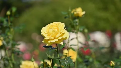 Rose in the wind at slow motion Stock-Footage 321579789