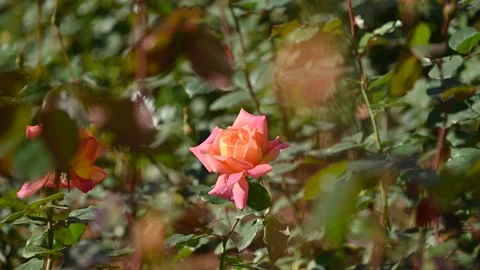 Rose in the wind at slow motion Видео 321579818