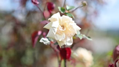 Rose in the wind - Spring - Video stock 174690479