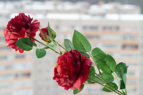 Rose on the window against the background of multi storey residential buildin Stock Photos