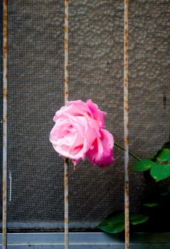 Rose on the Window Stock Photos