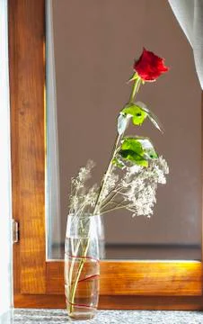 Rose on the windowsill Stock Photos