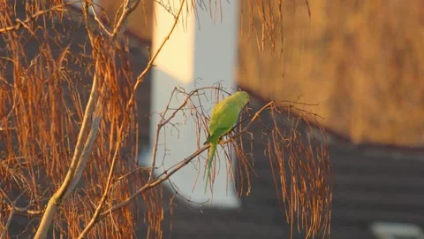 Rose-Winged Parakeet sitting in tree golden hour sunlight 스톡 동영상 281270351
