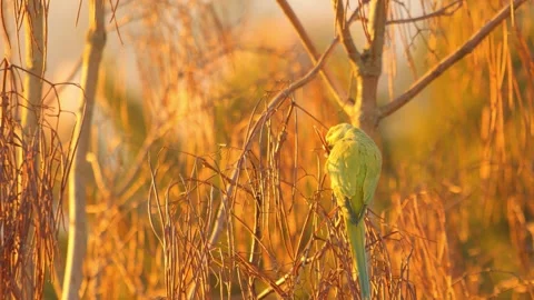 Rose-Winged Parakeet in tree at sunset 스톡 동영상 281267918