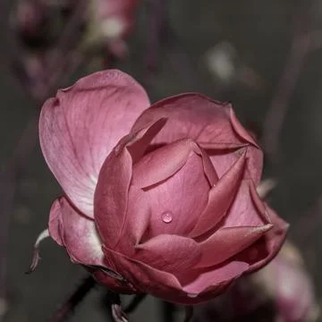 A rose in winter 写真素材