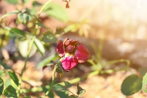 The rose is withered Stock Photos