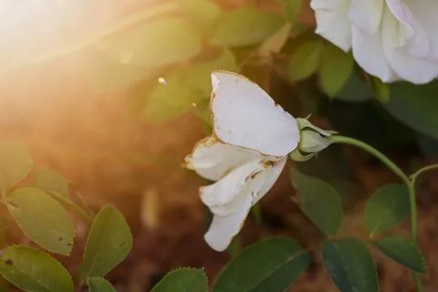The rose is withered Stockfoto's