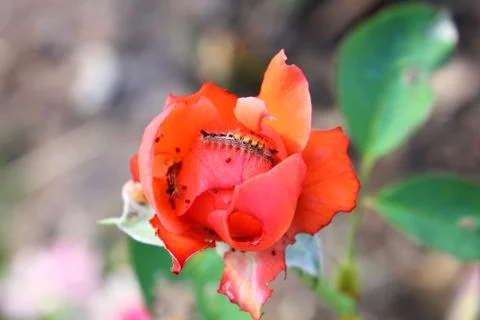 Rose &amp; worm Stock Photos