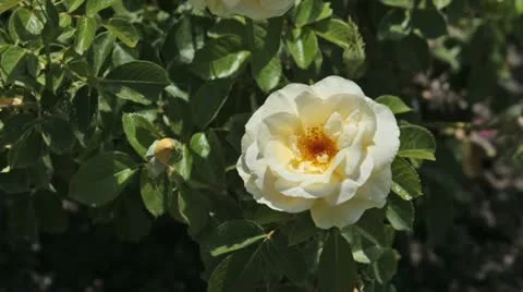 Rose yellow and bud on garden plant P HD 0363 Stock Footage 11237149