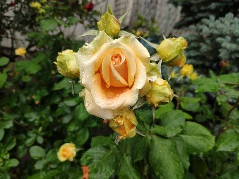 Rose yellow in a flower bed after rain Stock Photos