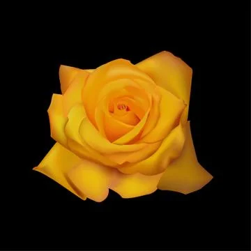 Rose yellow Stock Illustration