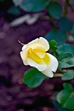 Rose yellow Stock Photos