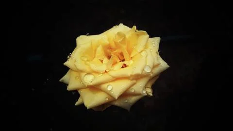 Rose yellow Stock Photos