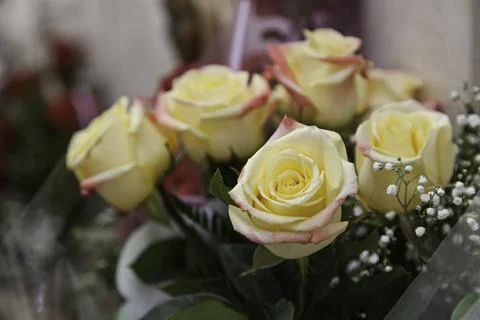 Rose yellow planted Stock Photos