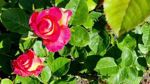 Rose is yellow-red. Two flowers, focus on the far Stock Footage 155066688