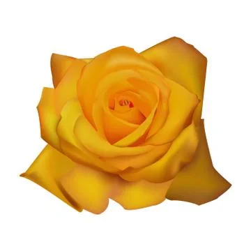 Rose yellow white background Stock Illustration