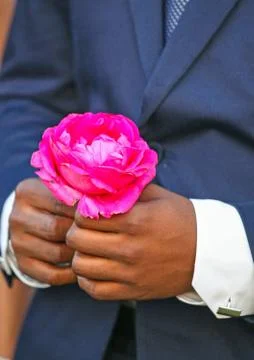 A Rose for you Stock Photos
