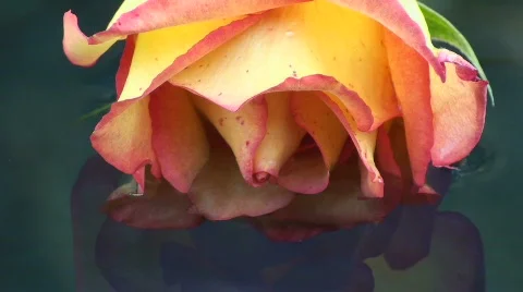Rose Zen Stock Footage