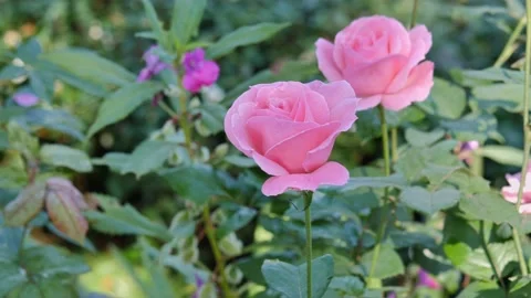 Rose001-2020 Stock Footage 145624661