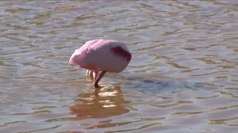 Roseate spoonbill B 스톡 동영상 7732754