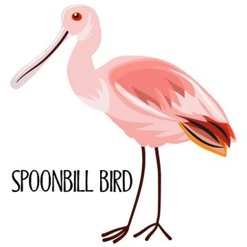 Roseate spoonbill bird Stock Illustration