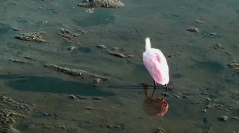 Roseate Spoonbill cleaning up Stock Footage 28029651