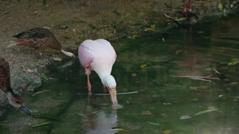 A roseate spoonbill, distinguished by its vibrant pink plumage and unique s.. Vídeos de archivo 334507936