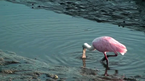 Roseate Spoonbill feeding Stock Footage 28035817