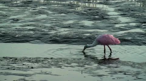 Roseate Spoonbill feeding in a small stream Stock Footage 32787132